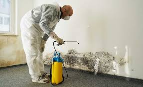 Best Black Mold Removal in USA